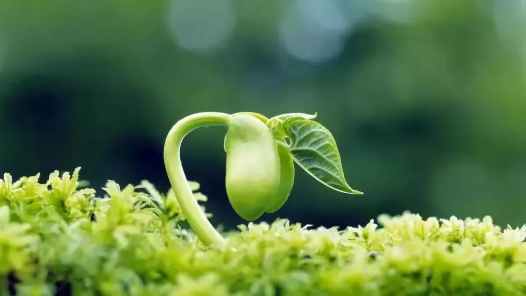 【情緒管理專題之六】修煉情緒